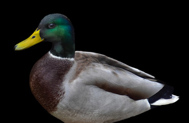 Portrait of a beautiful drake with a yellow beak and a green head on a contrasting black background