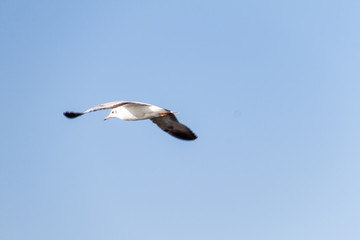 Brown-headed gull (Chroicocephalus brunnicephalus) at Inle lake, Myanmar
