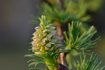 Young lump of evergreen larch with pink scales