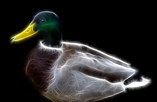 Fractal image of a beautiful male duck drake close-up on a contrasting black background