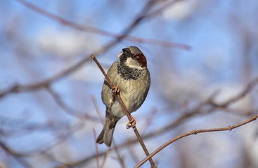 Little curious sparrow on a thin twig of a bush on the background of bright blue sky