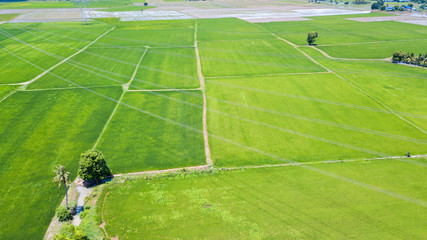 aerial paddy field in Lop buri, Thailand,