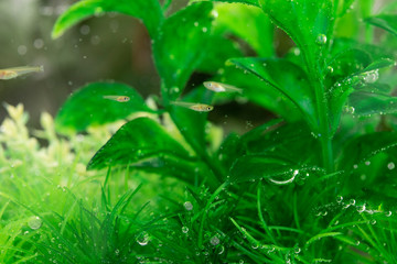 メダカの赤ちゃん