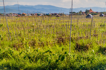 Floating gardens at Inle lake, Myanmar