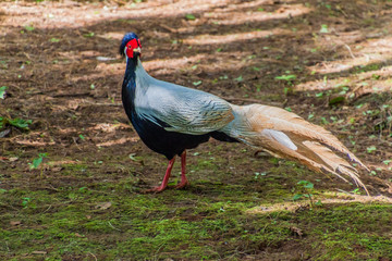 Guinea fowl in National Kandawgyi Botanical gardens in Pyin Oo Lwin, Myanmar