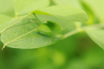 Indian green locust (grasshopper).