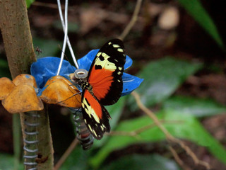 Butterfly, Nature and Colors