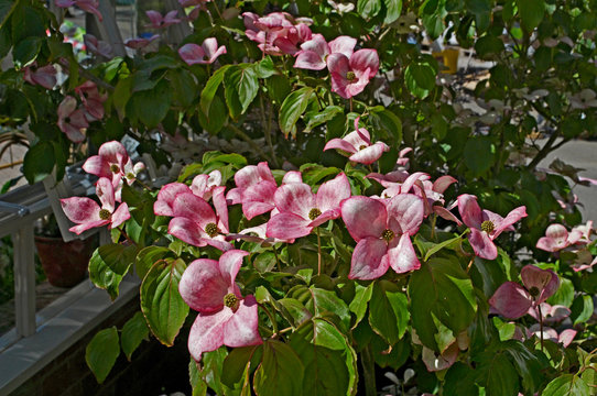 A close up of pink Cornus kousa 'Satomi' in a country garden