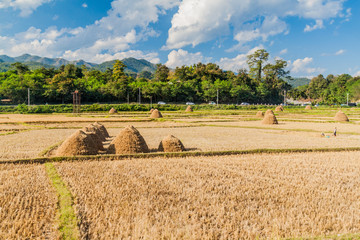 Fototapeta premium Rural landscape with rice straw stacks near Hsipaw, Myanmar