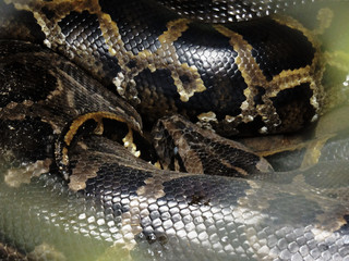 Snake on Zoo
