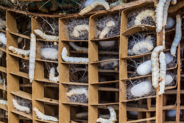 Silkworm farm in a village near Hsipaw, Myanmar