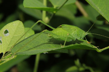 Indian green locust (grasshopper).