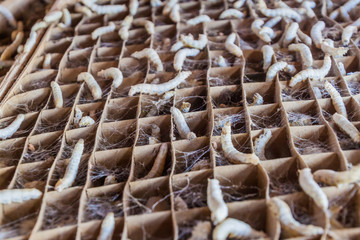 Silkworm farm in a village near Hsipaw, Myanmar