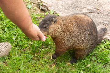 Woodchuck Being Hand Fed