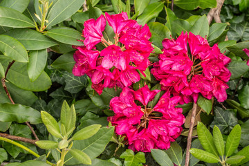 Vibrant Coral Red Rhododdendrons