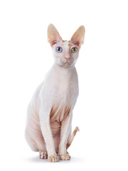 Cute Cornish Rex cat sitting facing front like statue. Looking  andbeside camera with head tilt blue / yellow odd eyes. isolated on white background.