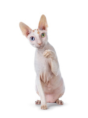 Cute Cornish Rex cat sitting facing front. Looking above camera with blue / yellow odd eyes. isolated on white background. Paw playful in air.