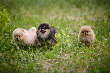 Pomeranian puppies playing in the street