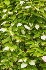 Variegated Kiwi Vine