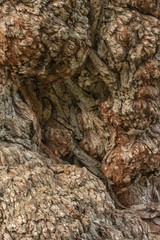 Gnarled Willow Tree Trunk