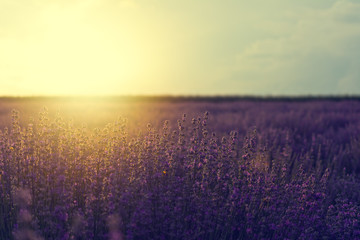 Vintage photo of lavender field in sunlight