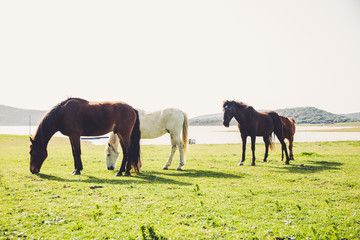 Obraz premium Beautiful Free Horses in the meadows