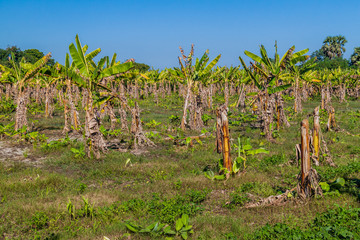 Banana field in Inwa (Ava) near Mandalay, Myanmar