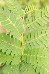 Fresh tamarind leaves isolated.