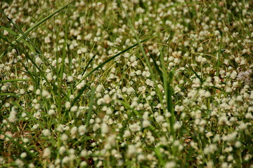 white clover flowers on the mountain slopes, with bokeh backgrounds and foreground, photographed during the hot day