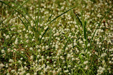 Fototapeta premium white clover flowers on the mountain slopes, with bokeh backgrounds and foreground, photographed during the hot day