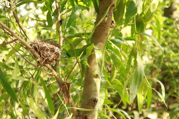 Bird nest