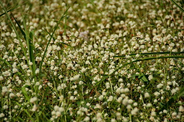 Fototapeta premium white clover flowers on the mountain slopes, with bokeh backgrounds and foreground, photographed during the hot day