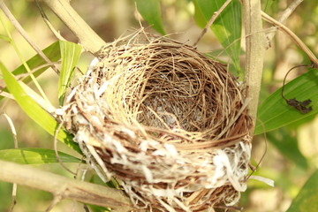 Bird nest