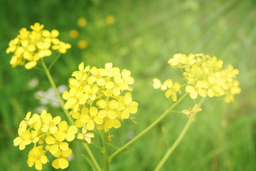 Yellow wildflowers on a green meadow in the sunlight.