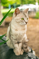 A gray striped cat sits on the lawn.