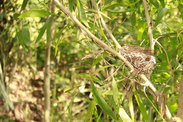 Bird nest