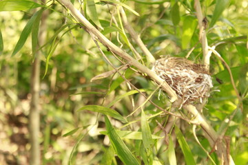 Bird nest
