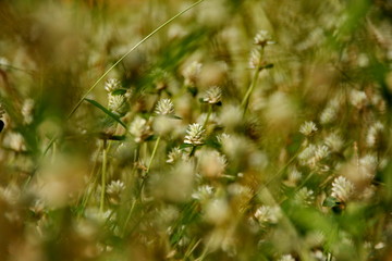 white clover flowers on the mountain slopes, with bokeh backgrounds and foreground, photographed during the hot day
