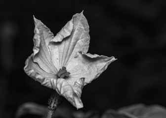 Black and white photo of flower Luffa acuntangulla