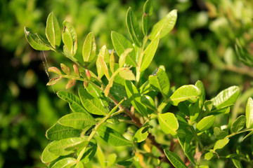 Mastic tree, pistachio lentiscus on the sea side Mediterranean Sea.