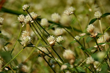 white clover flowers on the mountain slopes, with bokeh backgrounds and foreground, photographed during the hot day