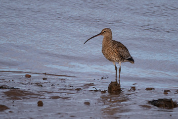 Curlew