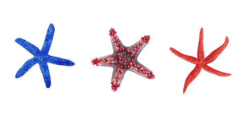 hand drawn watercolor illustration set of colorful bright blue and red tropical starfish isolated on white background