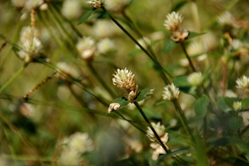white clover flowers on the mountain slopes, with bokeh backgrounds and foreground, photographed during the hot day