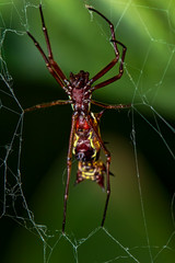 Elongated spider with horns in abdomen on the web, Micrathena gracilis spider
