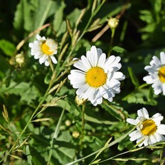 Blooms garden chamomile.Beautiful flowers.