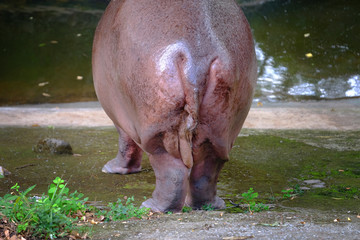 Rear view of a hippo showing its hip and tail while walking