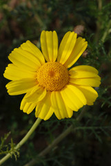 Spata Village, Greece / Flowers in the countryside