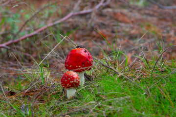 Los hongos en un parque