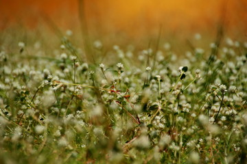 white clover flowers on the mountain slopes, with bokeh backgrounds and foreground, photographed during the hot day